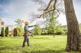 Best Lawn Disease Treatment  in Franklin Farm, VA